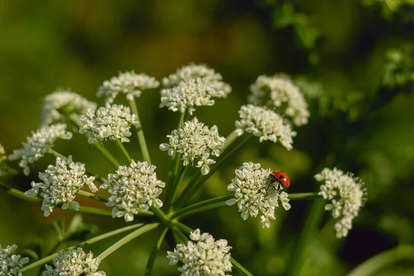 Een Closeup Shot Van Een Lieveheersbeestje Zittend Kleine Witte Bloemen — Stockfoto