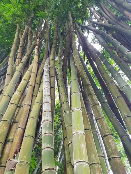 竹子白天在森林中垂直低角拍摄的竹子树 — 图库照片