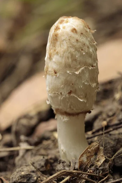 Młody Coprinus comatus, owłosiona czapka z tuszem — Zdjęcie stockowe