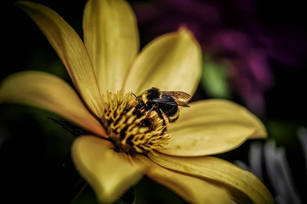 Nahaufnahme einer Honigbiene, die Nektar auf einer gelbblättrigen Blume sammelt - blühendes Naturkonzept — Stockfoto