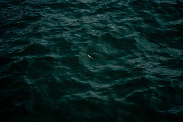 Egy Gyönyörű Felvétel Egy Halról Nyugodt Óceánban — Stock Fotó