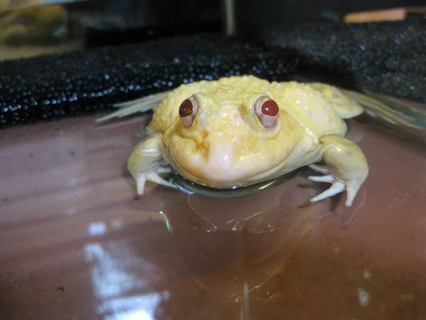 水族馆里一只红眼黄青蛙的特写镜头 — 图库照片