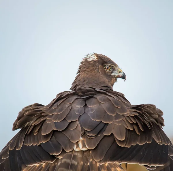 一只新西兰野鹰的美丽镜头 它的羽毛向后看 很别致 — 图库照片