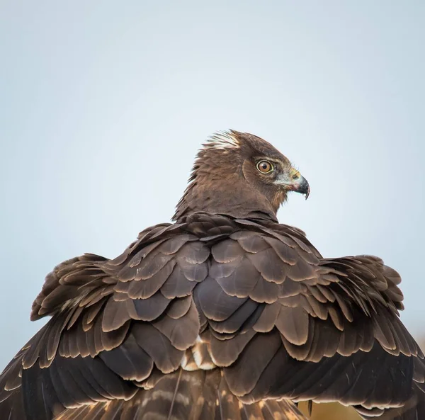 Beau Cliché Faucon Sauvage Néo Zélandais Aux Plumes Chics Regardant — Photo