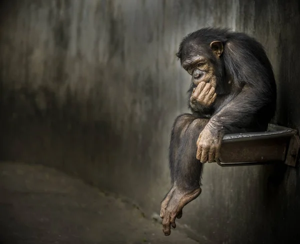 Chimpancé Sentado Lavabo Oxidado Metal Una Jaula Envejecida Contemplando Algo — Foto de Stock