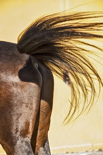 Närbild Skott Svans Hingst Isolerad Orange Bakgrund — Stockfoto