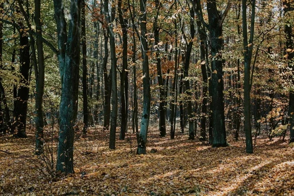 Låg Vinkel Skott Vacker Skog Scen Hösten Med Höga Träd — Stockfoto