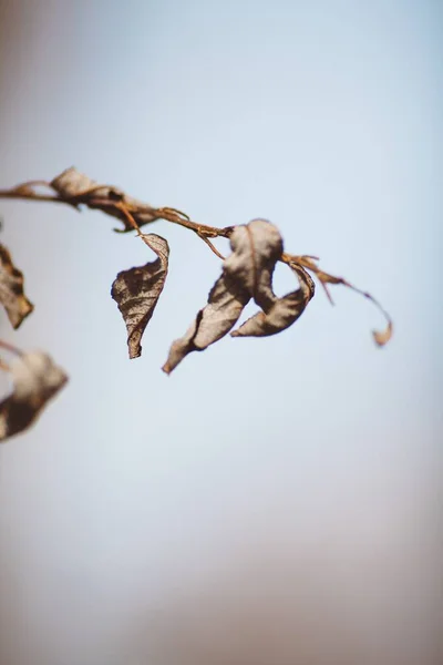 Een Verticale Close Van Een Tak Met Droge Bladeren Een — Stockfoto