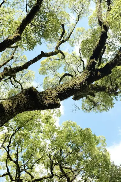 Belo tiro de ângulo baixo de um carvalho ramos de árvore abaixo do céu azul brilhante — Fotografia de Stock