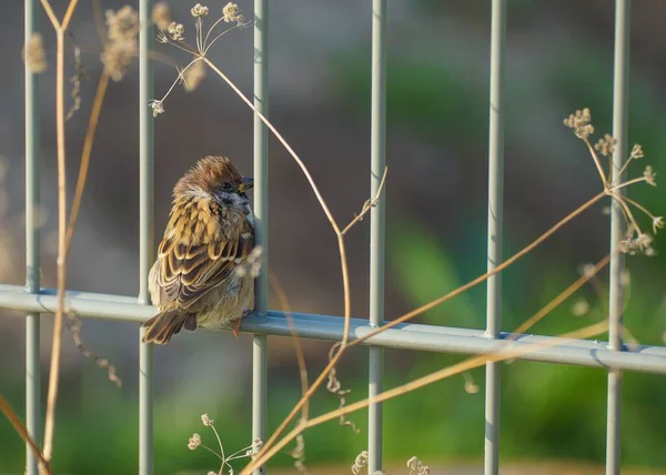 Closeup Shot Lonely Sparrow Sitting Lattice Blurred Background — ストック写真