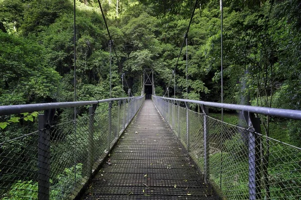 Beautiful Shot Bridge Middle Forest Surrounded Green Trees Plants — Stock Photo, Image