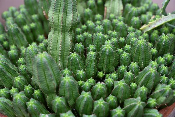 Tiro de foco seletivo de alto ângulo de um buquê de cactos verdes — Fotografia de Stock