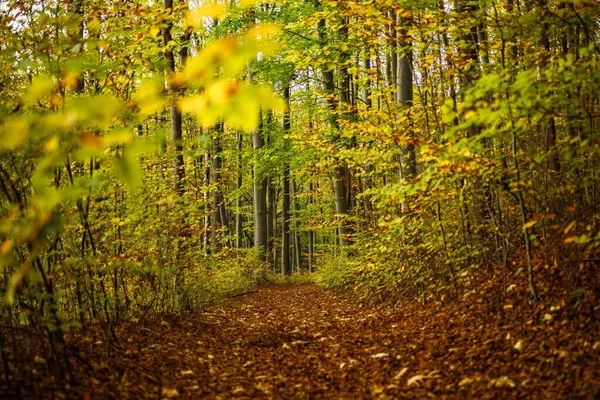 Sentier Couvert Feuilles Brunes Milieu Une Forêt Aux Arbres Verts — Photo