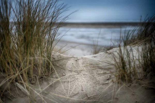 Beautiful Shot Grass Growing Sand Ocean Shore Dark Cloudy Weather — Stock Photo, Image