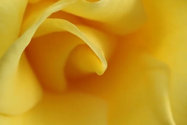 Макросъемка внутренней части красивой желтой розы — стоковое фото