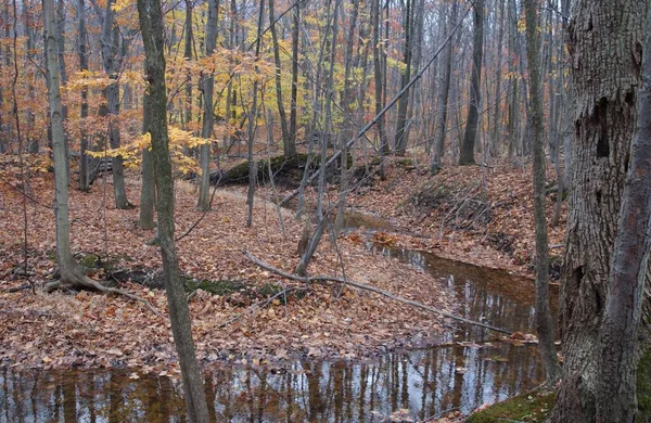 Узкая Река Посреди Леса Опавшими Осенними Листьями Деревьями Жёлтыми Листьями — стоковое фото