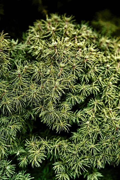 Een Verticaal Close Shot Van Een Prachtige Groene Vijver Dennen — Stockfoto