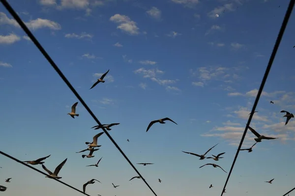 Eine Flache Aufnahme Von Vögeln Die Tagsüber Mit Blauem Himmel — Stockfoto