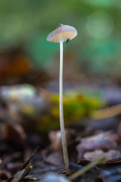 在丛林中罕见的高大蘑菇上垂直拍摄一只小昆虫 — 图库照片