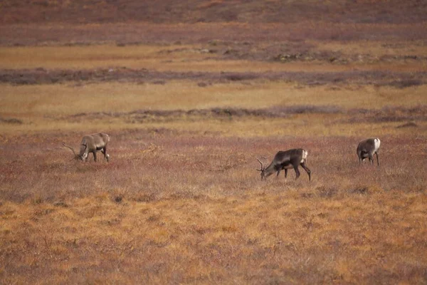 一群可爱的鹿儿漫步在北极国家公园的门口 — 图库照片