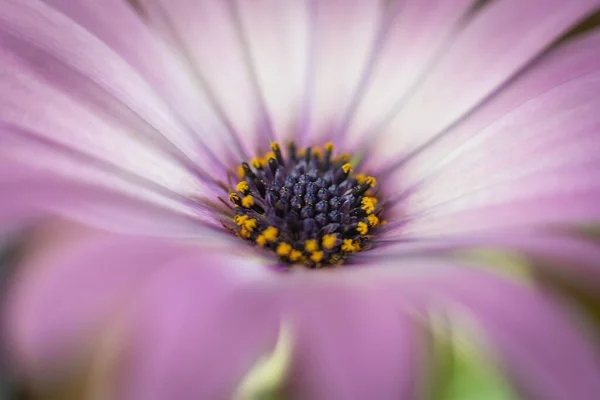 Primer Plano Una Flor Blanca Púrpura —  Fotos de Stock