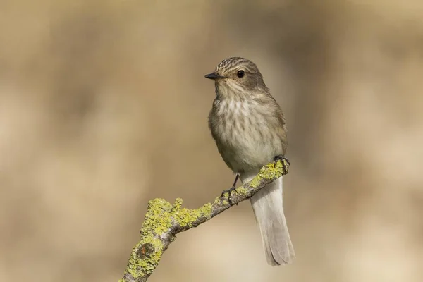 봄이 되면 철새 사냥꾼 muscicapa striata — 스톡 사진