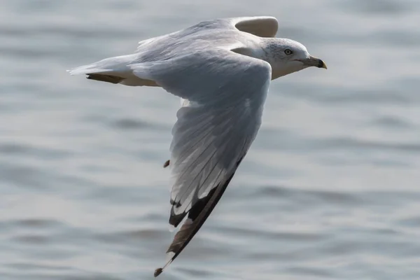 Selective Focus Shot White European Herring Gull Flying High Ocean — Stock Photo, Image