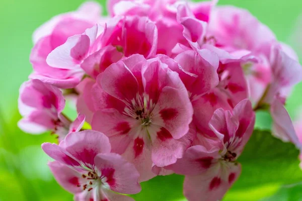 Closeup Shot Beautiful Purple Petaled Gilliflower Isolated Blurred Background — Stock Photo, Image