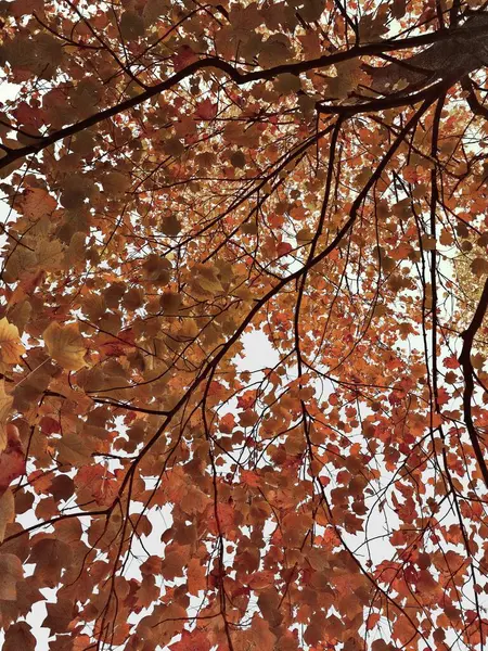Μια Κάθετη Λήψη Χαμηλής Γωνίας Ενός Όμορφου Δέντρου Φθινοπωρινά Φύλλα — Φωτογραφία Αρχείου