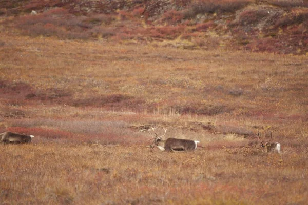 Grupo Cervos Vagando Pelas Portas Parque Nacional Árctico — Fotografia de Stock
