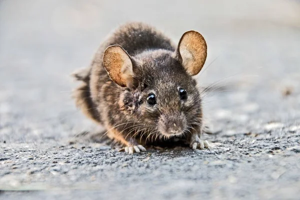 Избирательный Снимок Милой Крысы Ищущей Неприятностей — стоковое фото
