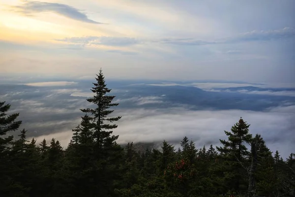 Paysage Couper Souffle Beaux Sapins Verts Enveloppés Brouillard Sous Ciel — Photo