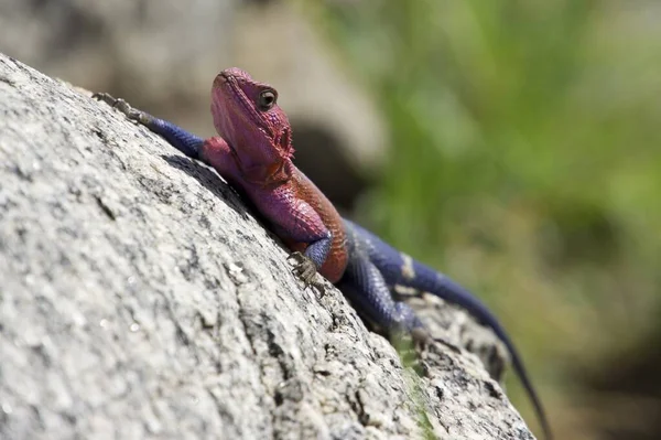 A selective focus shot of a red and blue Agama lizard climbing a rock