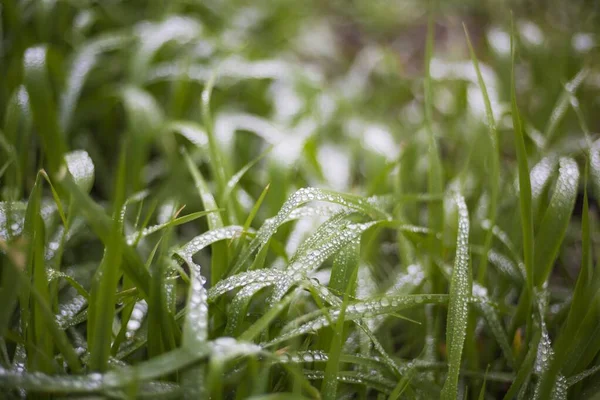 Sebuah Foto Close Seup Rumput Hijau Ditutupi Dengan Embun Pagi — Stok Foto