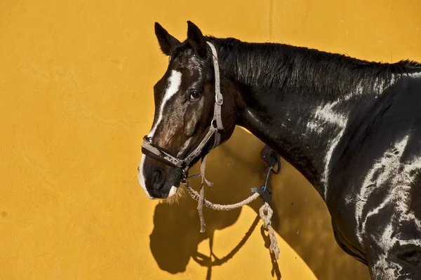 Primer Plano Caballo Semental Marrón Brillante Aislado Sobre Fondo Amarillo — Foto de Stock