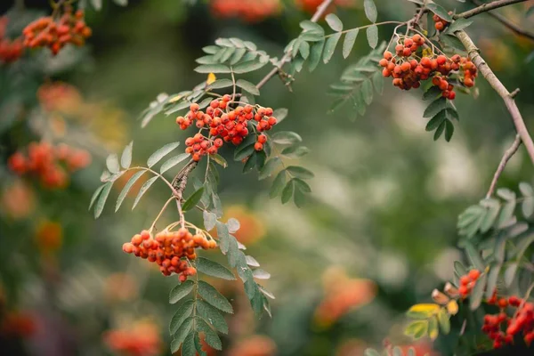 小さな赤い果実を持つ木の枝の選択的な焦点ショット — ストック写真