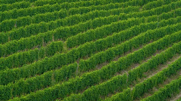 新たに植えられた緑の木のフィールドの高角度ショット ワイン製造に関する記事に最適です — ストック写真