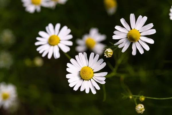 정원에서 아름다운 데이지 꽃의 선택적 인 근접 촬영 — 스톡 사진