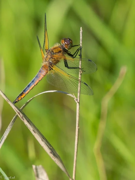 Vertical Selective Focus Shot Net Winged Insect Sitting Branch Grass — Stock Photo, Image