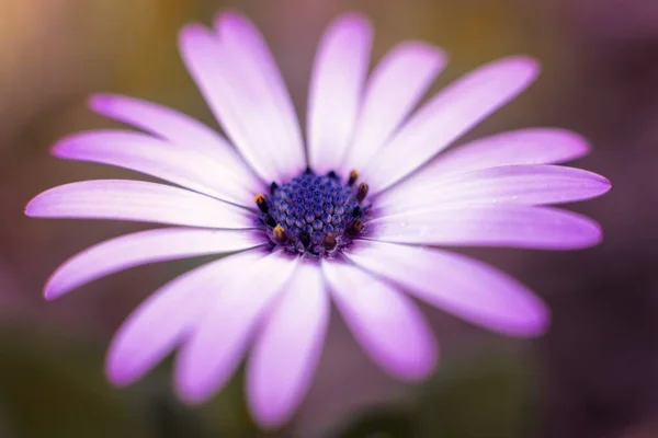 Primer Plano Una Flor Blanca Púrpura Con Fondo Borroso —  Fotos de Stock