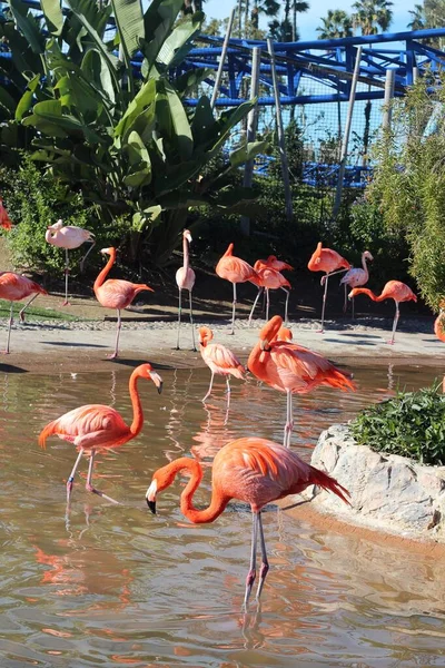 Vertical Shot Flamingos Lake San Diego Zoo — Stock Photo, Image