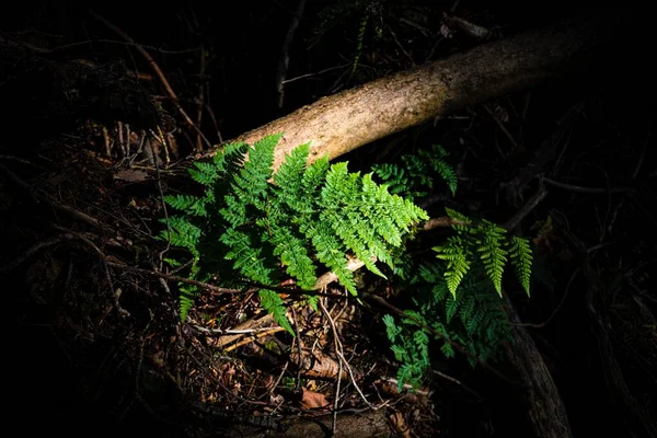 Zbliżenie Ujęcia Zielonego Strusia Fern Rosnącego Środku Lasu — Zdjęcie stockowe