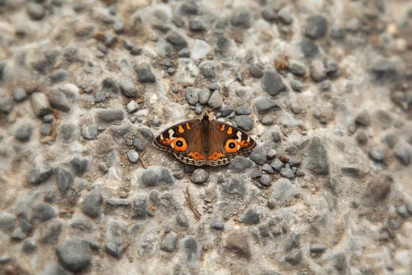 Zbliżenie Motyla Skalistej Ścianie — Zdjęcie stockowe