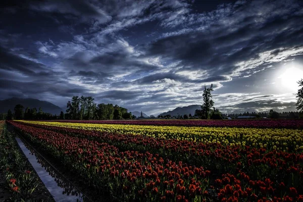 A breathtaking scenery of a colorful tulips field surrounded by green trees under the stunning cloudy sky
