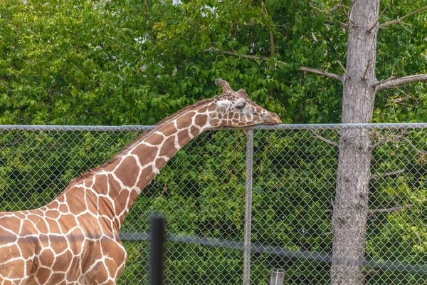Egy Aranyos Zsiráf Állatkertben Fémkerítés Mellett Gyönyörű Zöld Fákkal Körülvéve — Stock Fotó