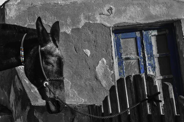 Tiro Escala Grises Burro Triste Frente Una Casa Vieja Con —  Fotos de Stock