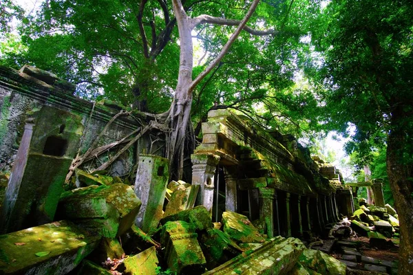 カンボジアのタ・プローム寺院の美しいショットが木に囲まれて — ストック写真