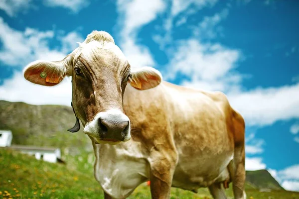 Beautiful low angle shot of an isolated cow with a kind look and the bright sky in the background — Stock Photo, Image