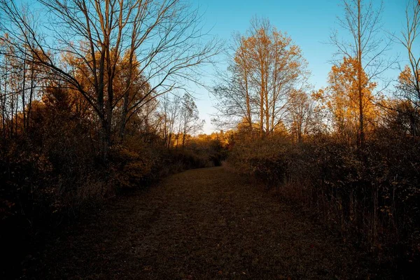 Belo tiro de um caminho coberto de folhas marrons cercadas por árvores sem folhas abaixo de um céu azul — Fotografia de Stock