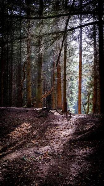 Plan Vertical Sentier Dans Forêt Avec Grands Arbres Secs Automne — Photo